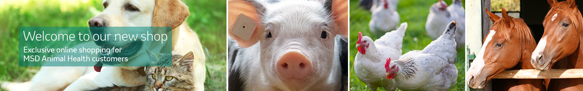 MSD Animal Health Logo